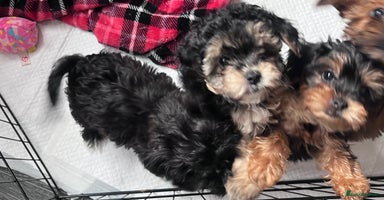 Yorkiepoo dogs - Advert 13