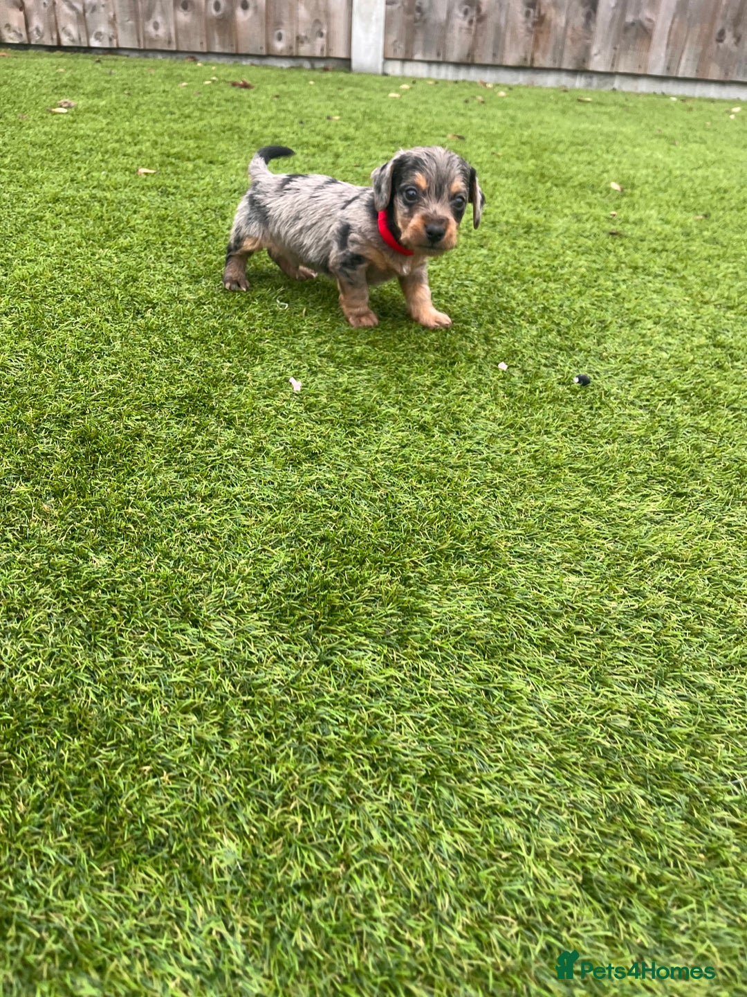 Mixed Breed dogs for sale: 5 beautiful jackshund puppies for sale - Advert 40