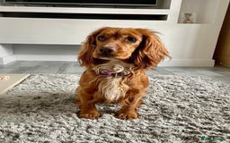 Cockapoo dogs for sale: 2 female cockapoos ready to leave. - Advert 4