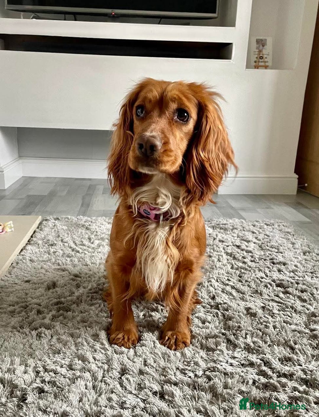 Cockapoo dogs for sale: 2 female cockapoos ready to leave. - Advert 4