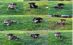Mixed Breed dogs for sale: Lurcher x lab pups READY NOW!! - Image 1