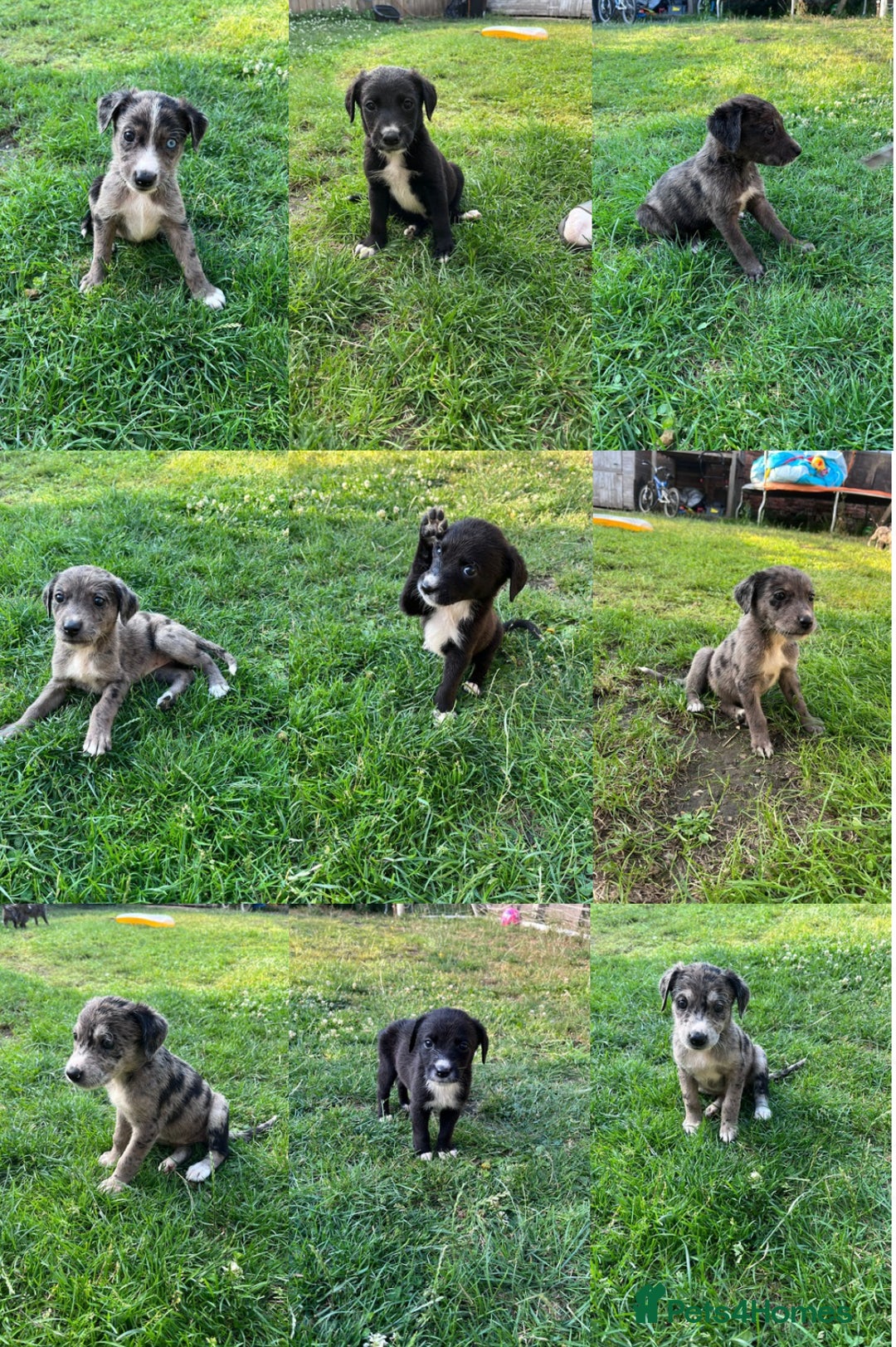 Mixed Breed dogs for sale: Lurcher x lab pups READY NOW!! - Image 1