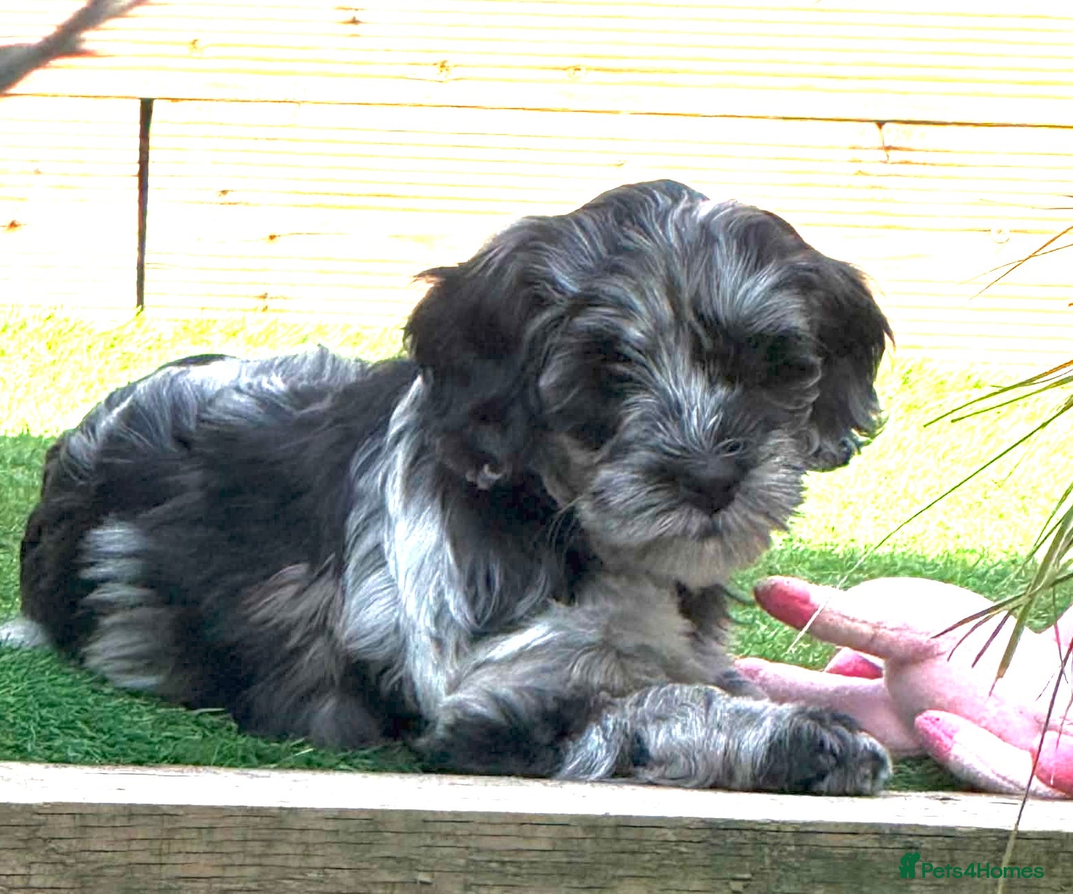 Cockapoo dogs Stunningly  Beautiful cockapoo puppies - Advert 2