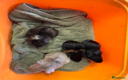 Guinea Pig rodents for sale: Baby guinea pigs - Image 1