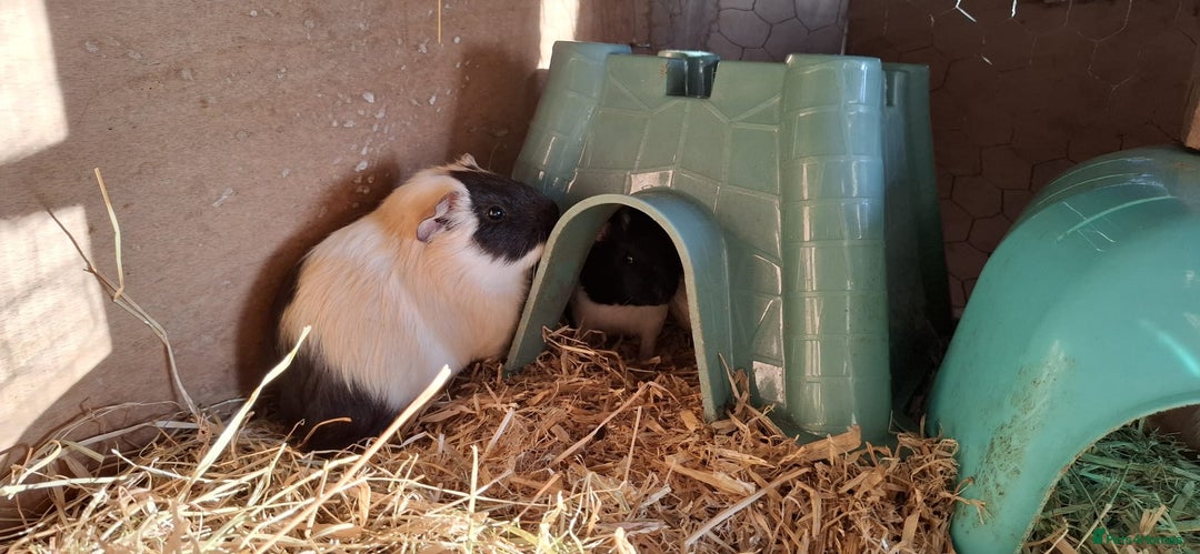 Guinea Pig rodents for sale: Baby guinea pigs  - Image 2