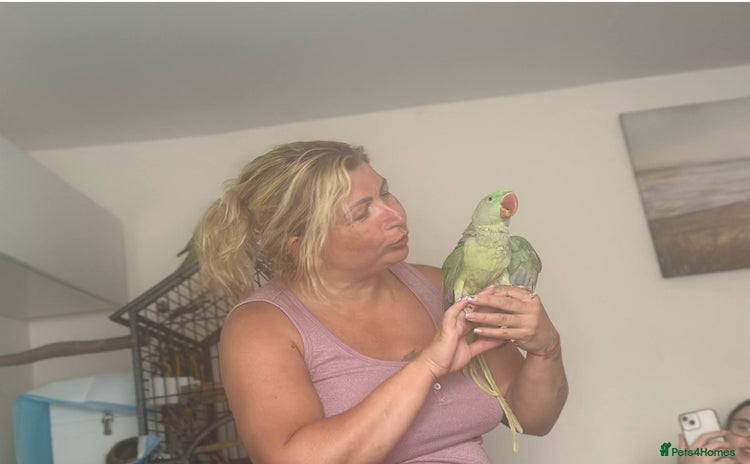 Parakeets birds - Advert 1