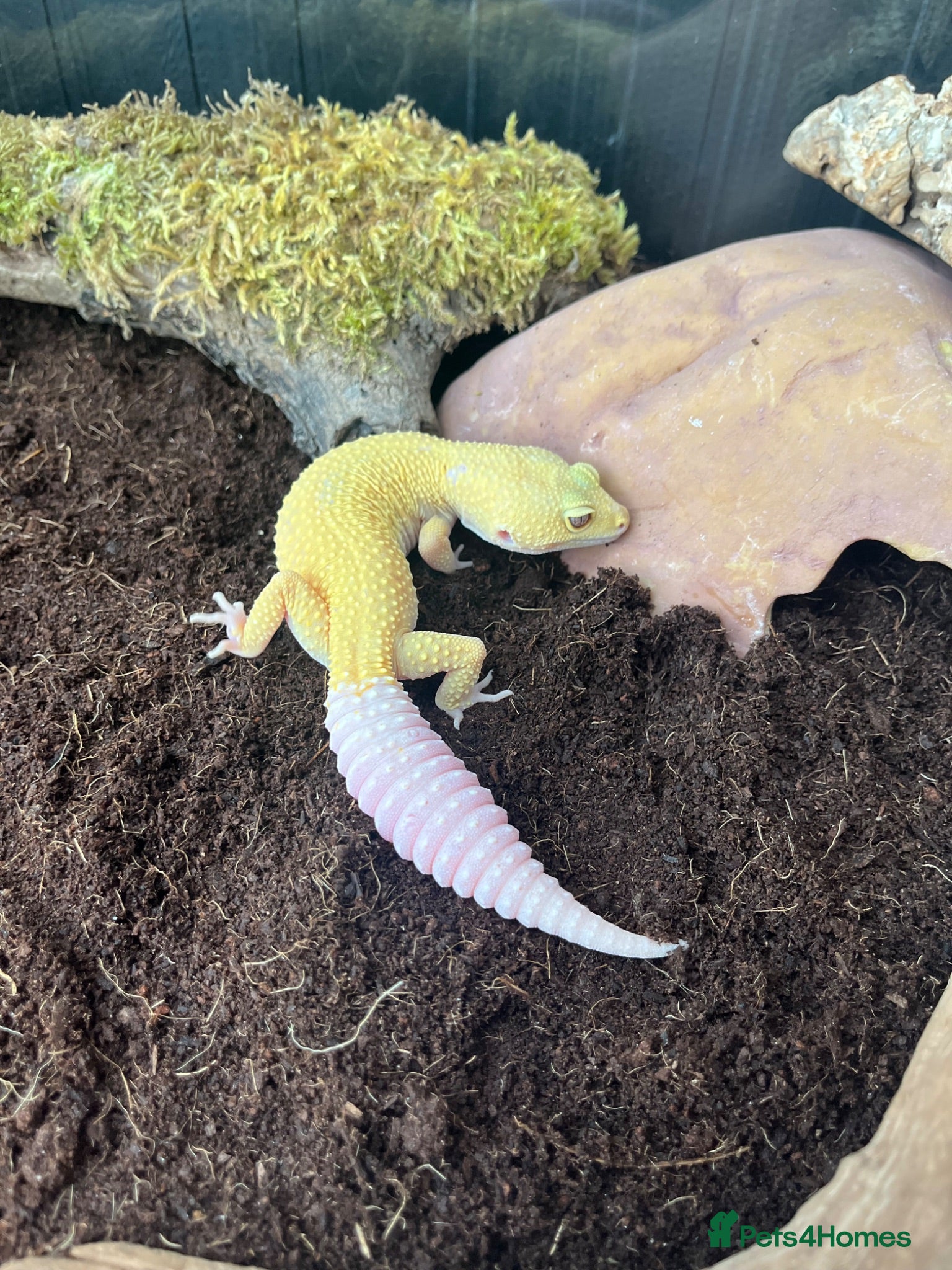 Leopard Gecko reptiles Stunning high-yellow and leucistic girls - Advert 2