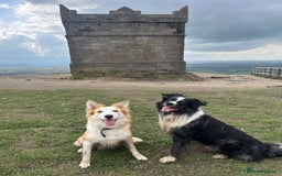 Border Collie dogs for sale: Border Collie pup- Merle, Black, Chocolate, Blonde - Image 28