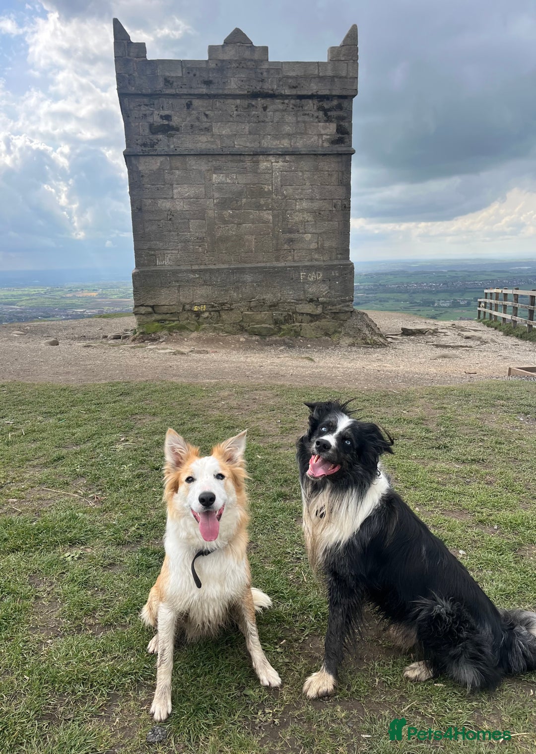 Border Collie dogs for sale: Border Collie pup- Merle, Black, Chocolate, Blonde - Image 28