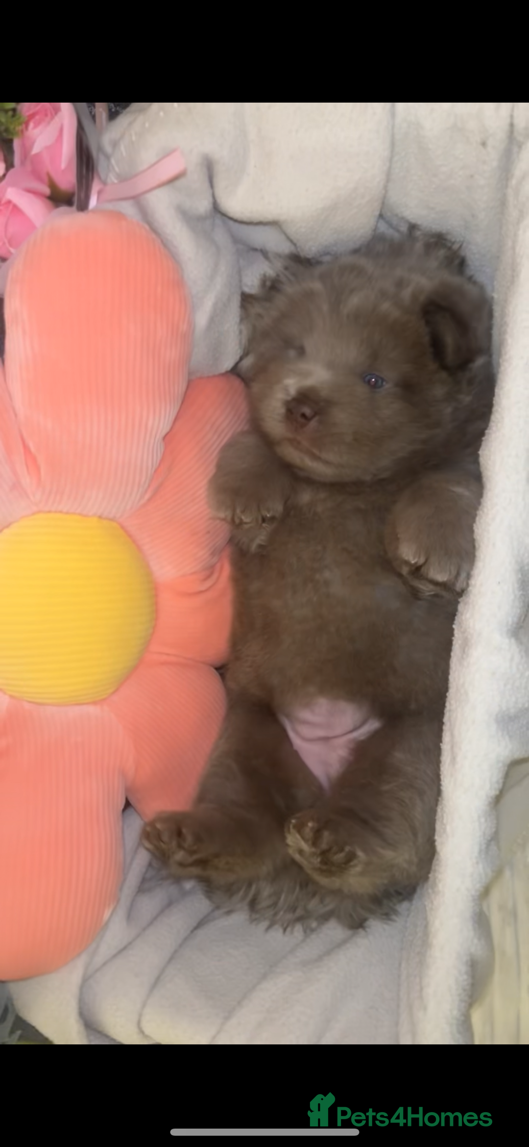 Chow Chow dogs for sale: Adorable rare lilac chow chow girl pups - Image 3