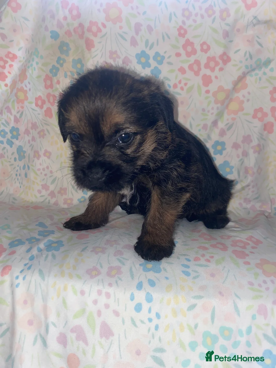 Border Terrier dogs for sale: 4 beautiful border terrier boys left  - Advert 25