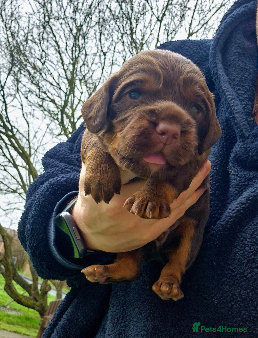 Cocker Spaniel dogs LAST BOY AVAILABLE ❤️ - Advert 1