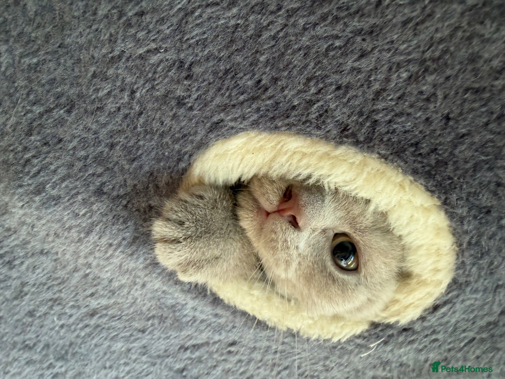 British Shorthair cats Baby Kittens British Shorthair - Advert 1