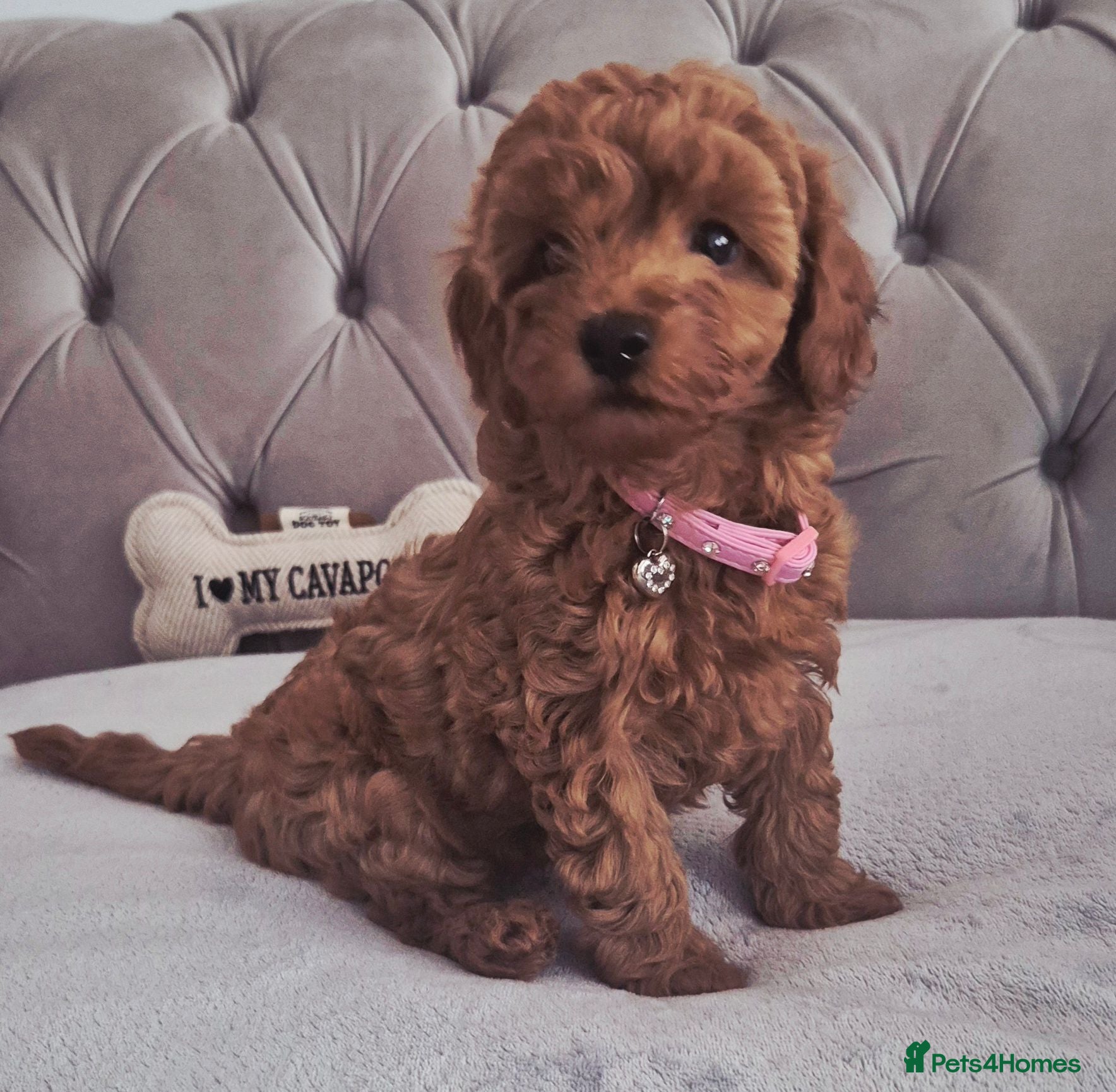 Cavapoo dogs F1B HEALTH TESTED RUBY CAVERPOOS  - Advert 2