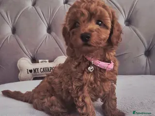 Cavapoo dogs F1B HEALTH TESTED RUBY CAVERPOOS - Advert 2