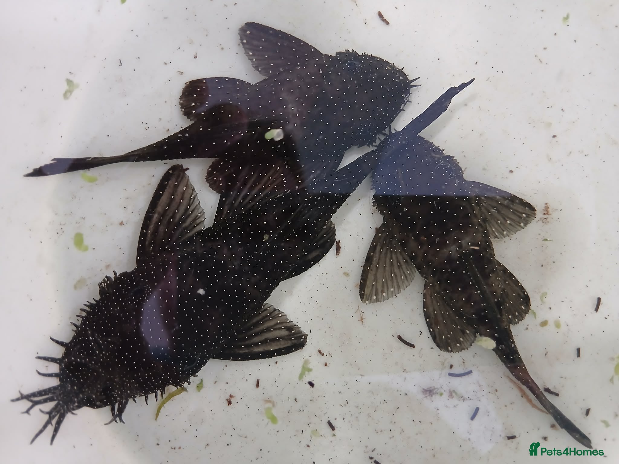 Plecos fish Breeding Bristlenose plecos and other fish - Advert 16