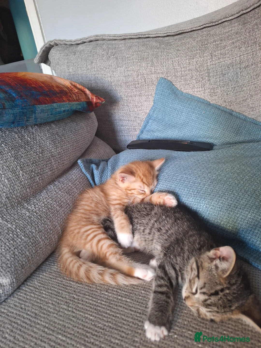 Mixed Breed cats for sale: 2 handsome ginger tabby/ tabby boys  - Advert 2