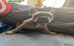 Pug dogs for stud: KC Reg Proven French Bulldog Lilac & Tan For Stud in Colchester - Image 23