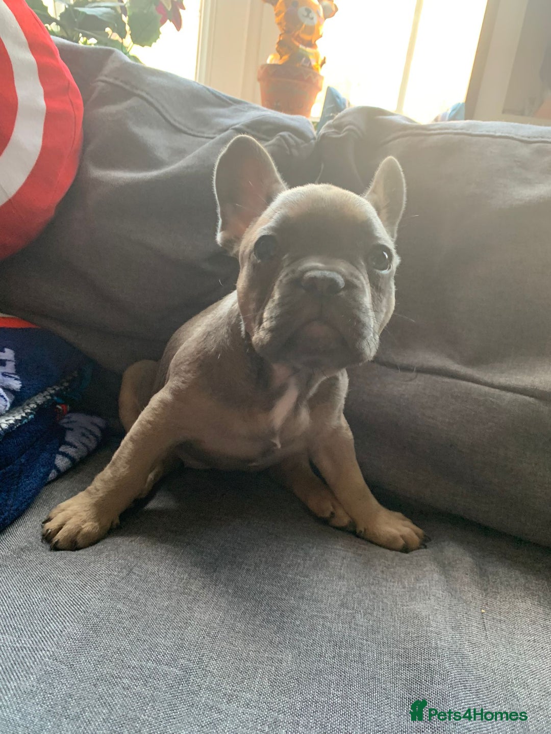 Pug dogs for stud: KC Reg Proven French Bulldog Lilac & Tan For Stud in Colchester - Image 23