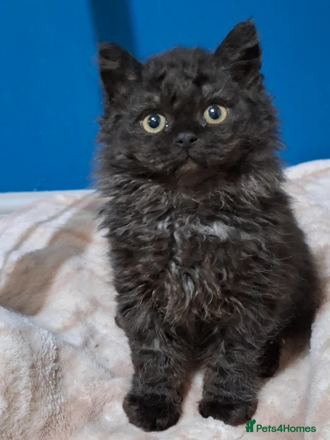 Selkirk Rex cats for sale: Long haired selkirk rex kittens  - Advert 5