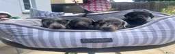 Dachshund dogs for sale: Stunning dapple girl dachshund standard in Haverfordwest - Advert 4