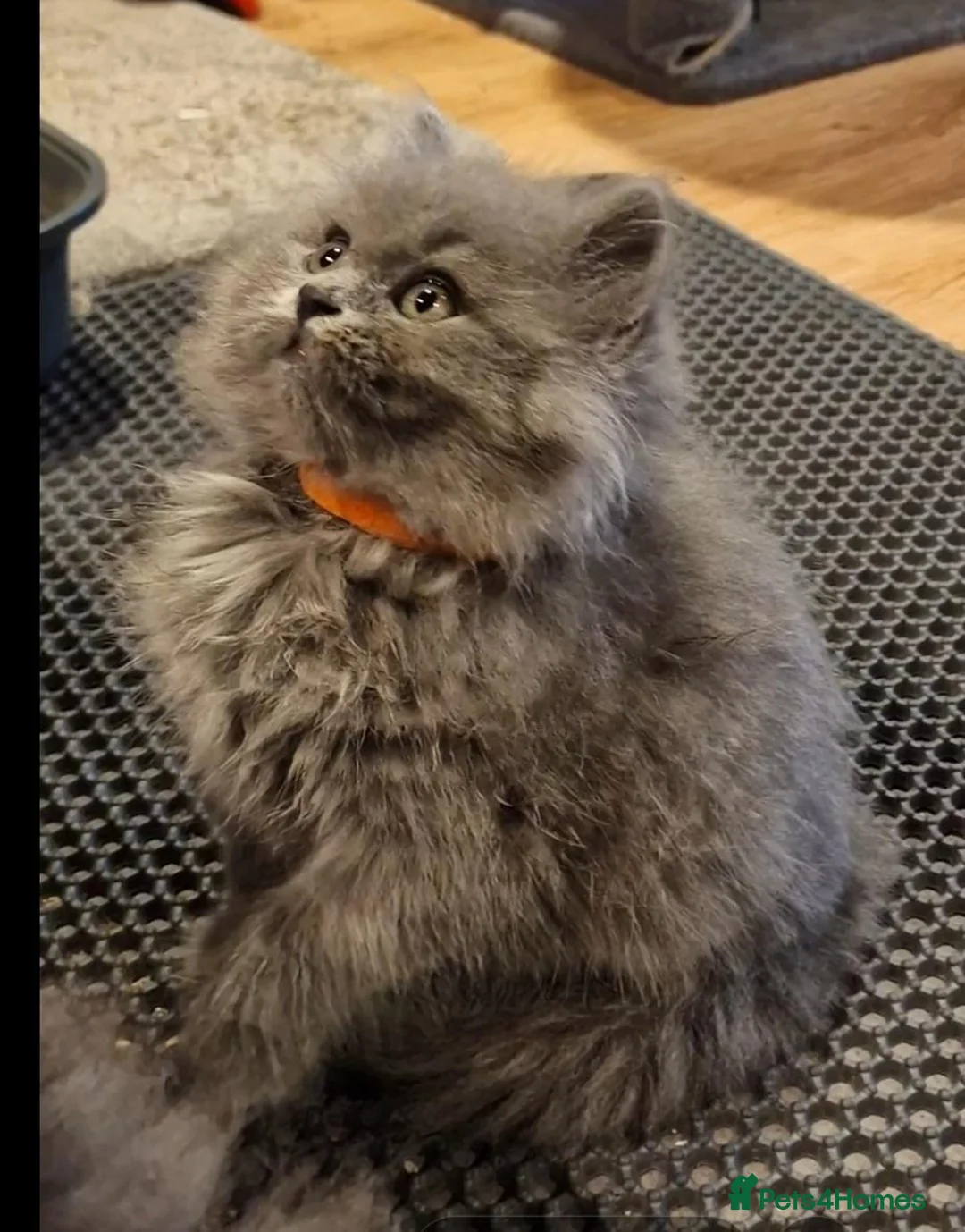 British Longhair cats for sale: Adorable British Blue longhair kittens - Advert 2