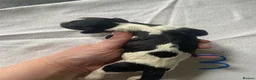 English Springer Spaniel dogs for sale: Springer spaniel puppies  - Advert 22