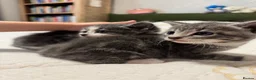 Mixed Breed cats for sale: Kittens in Hook - Advert 1