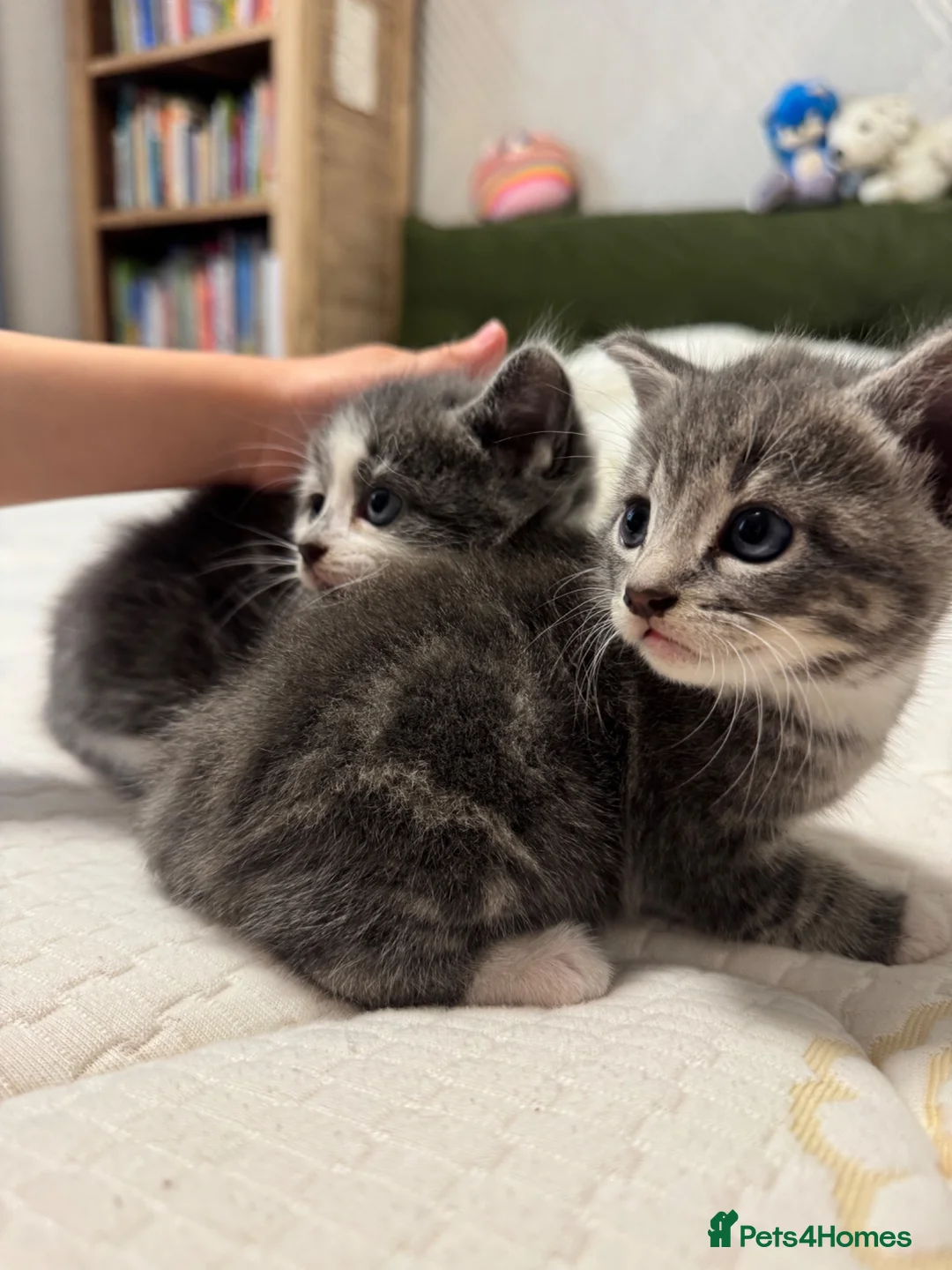 Mixed Breed cats for sale: Kittens in Hook - Advert 1