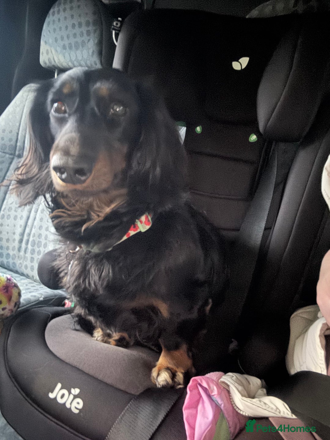 Miniature Dachshund dogs for sale:  long haired miniature dachshund male KC registere - Advert 5