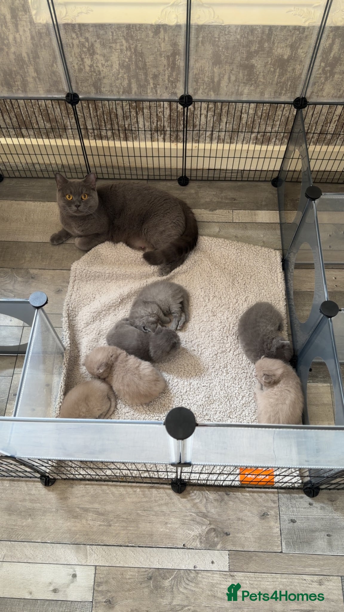 British Shorthair cats British short hair kittens - Advert 5