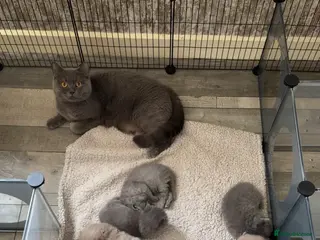 British Shorthair cats British short hair kittens - Advert 5