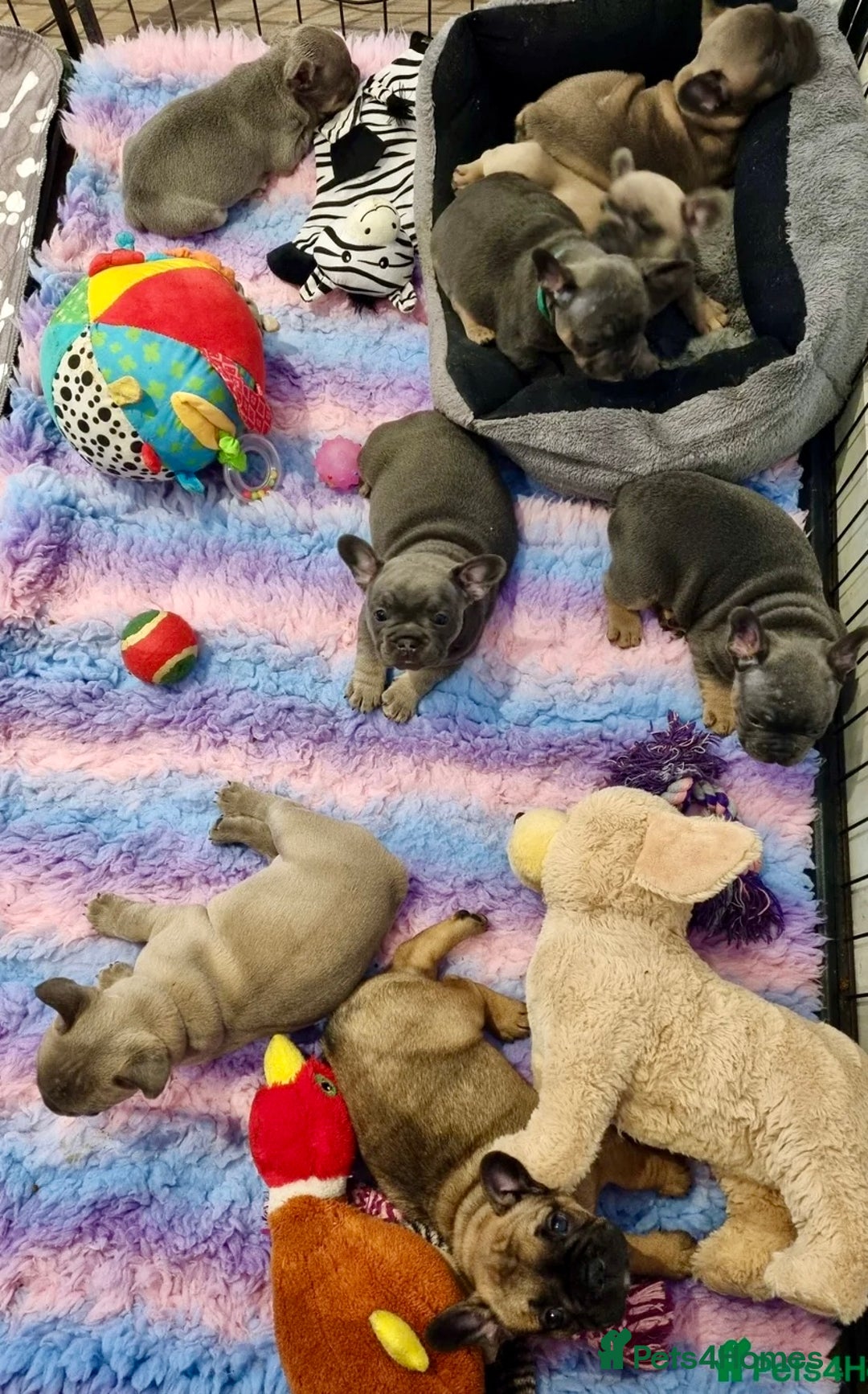 French Bulldog dogs for sale: Quality pups 4 Panel DNA Clear Gold Sierra Lines - Image 9
