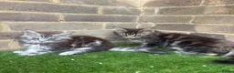 Maine Coon cats for sale: Maine coon kittens  - Advert 6