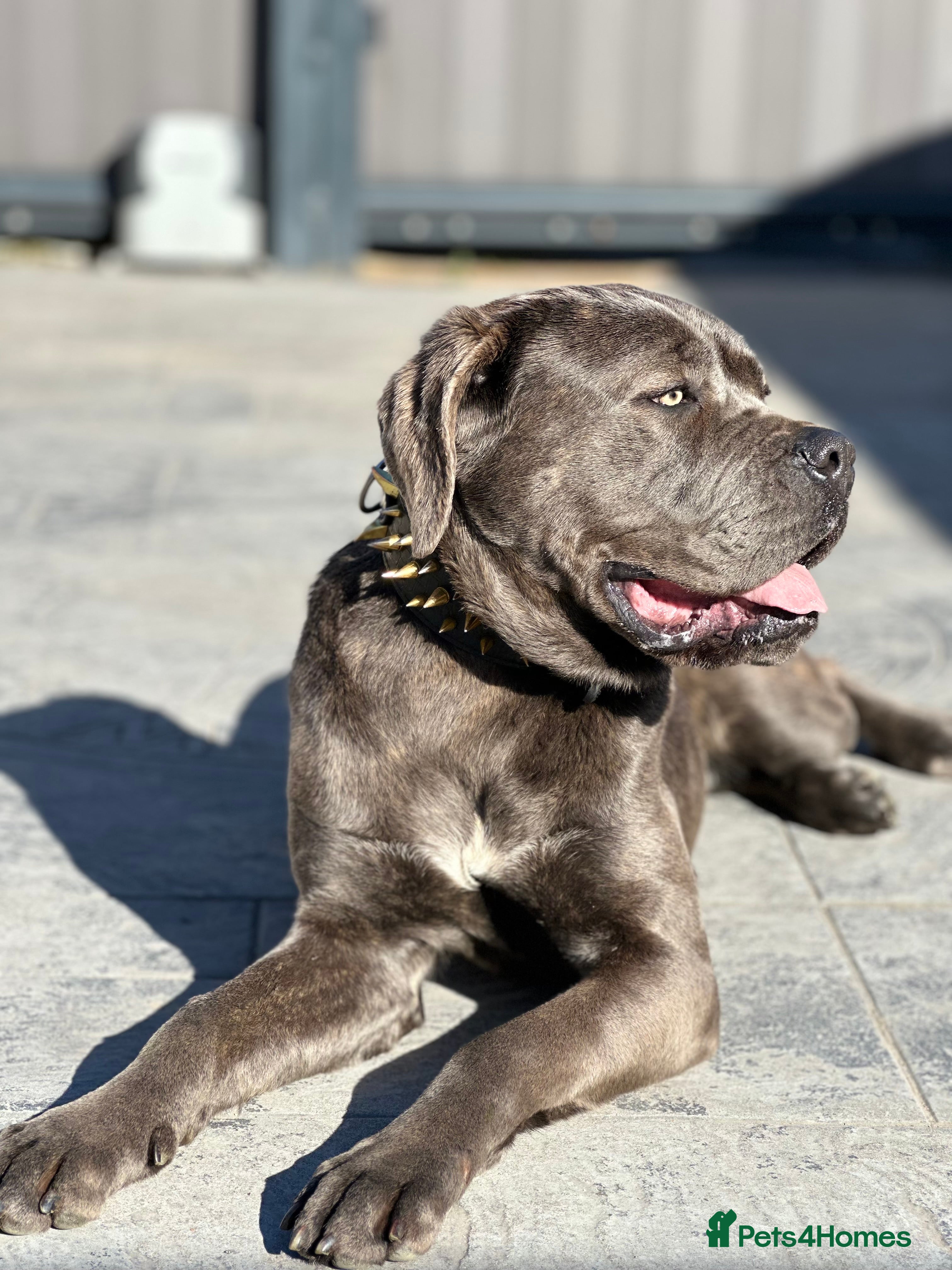 Cane Corso dogs Cane Corso for sale  - Advert 11