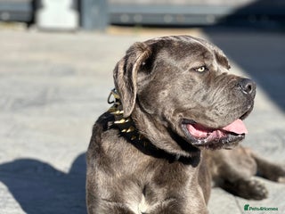 Cane Corso dogs Cane Corso for sale - Advert 4