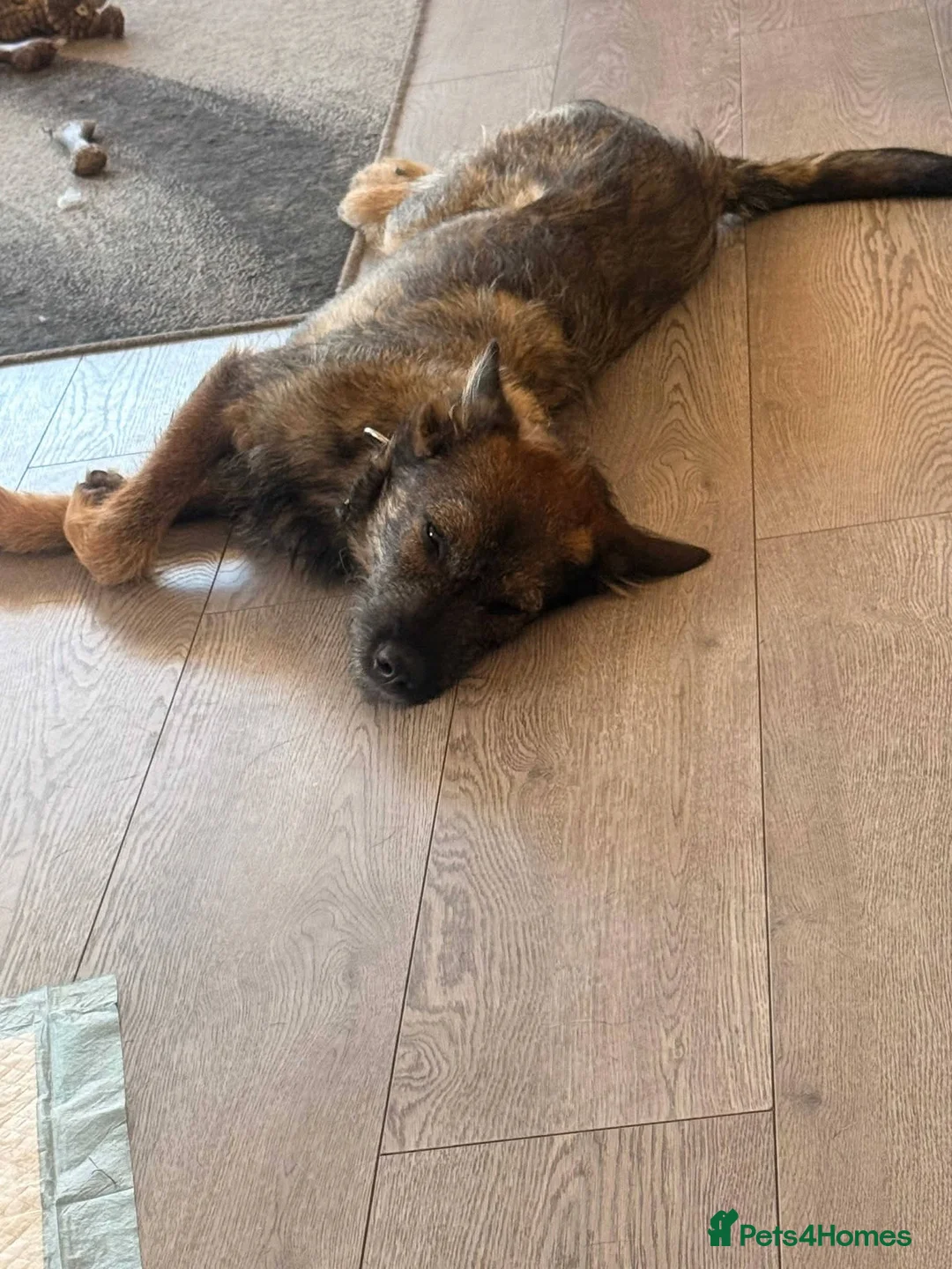 Mixed Breed dogs for adoption: Meet Bryn, currently residing in Essex  in Romford - Advert 8