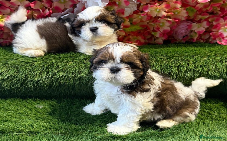 Shih Tzu dogs - Advert 4