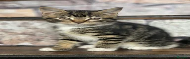 Siberian Kitten 3