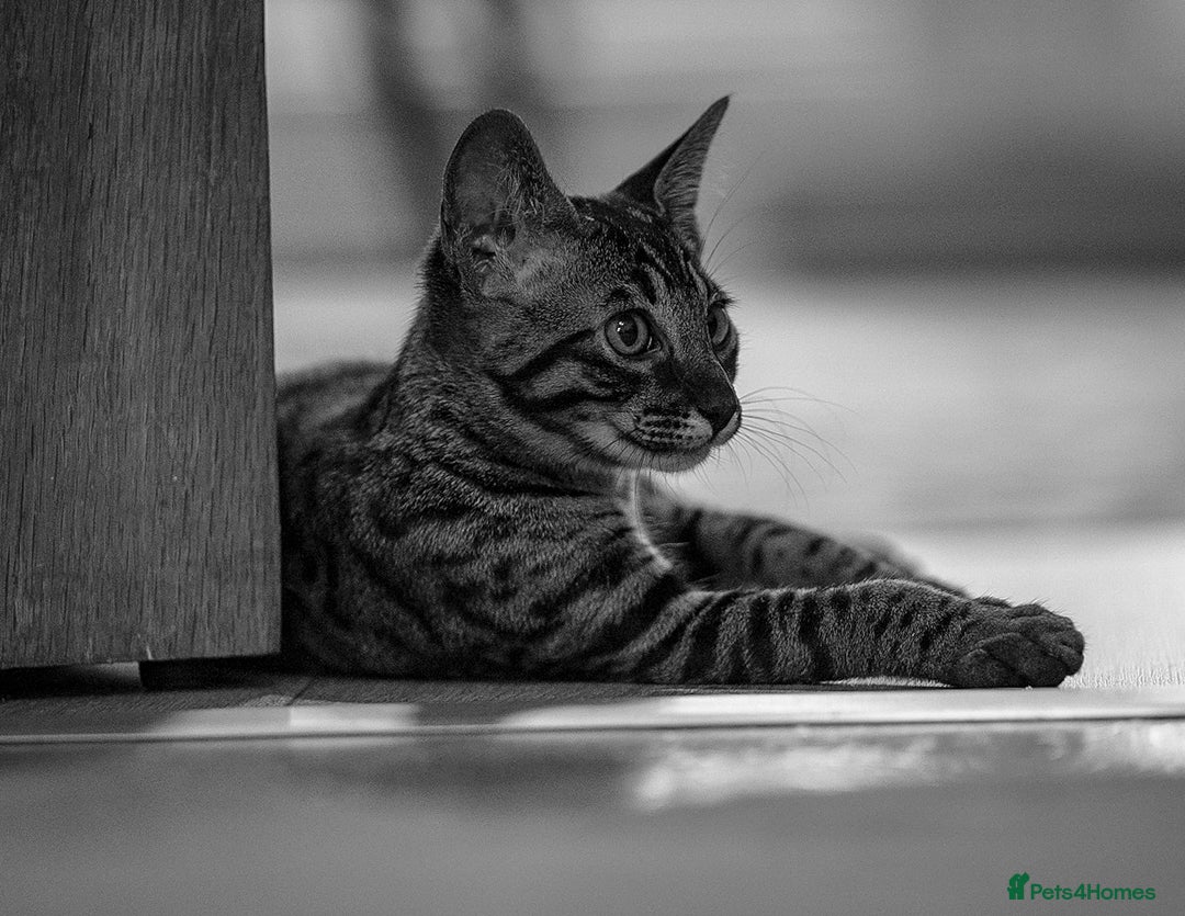 Savannah cats for sale: Savannah F5 cat female 9 months  - Advert 4