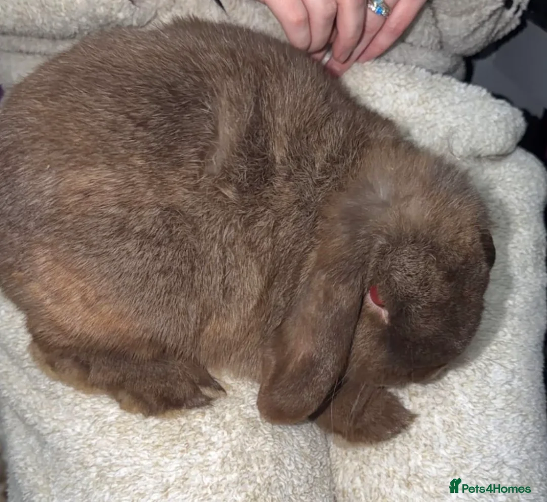 Mini Lop rabbits for sale: Mini Lop girl for sale  - Advert 2