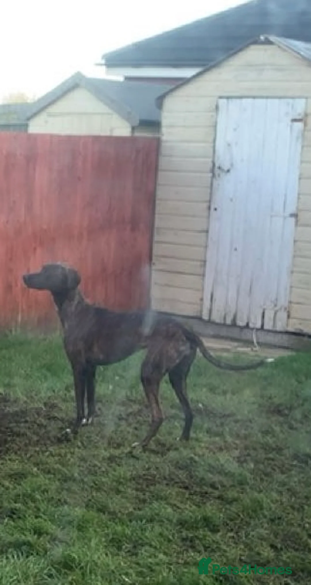 Mixed Breed dogs for sale: Delta - Advert 2