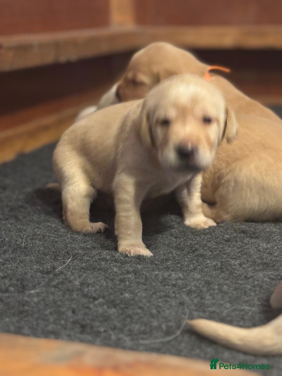 Labrador Retriever dogs for sale: Labrador Retrievers For Sale - Image 14