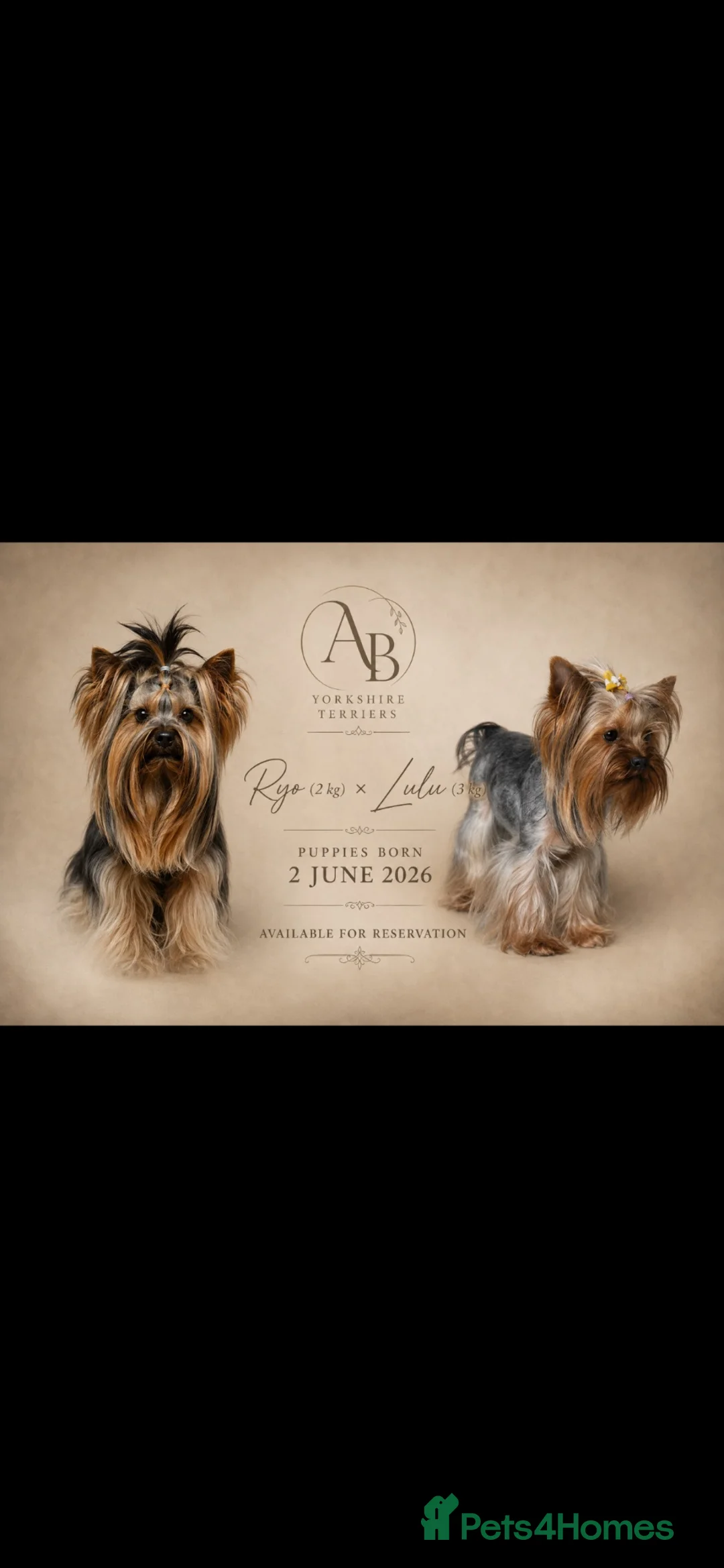 Yorkshire Terrier dogs for sale: ❤️ Beautiful Yorkshire Terrier Puppies ❤️ - Advert 1