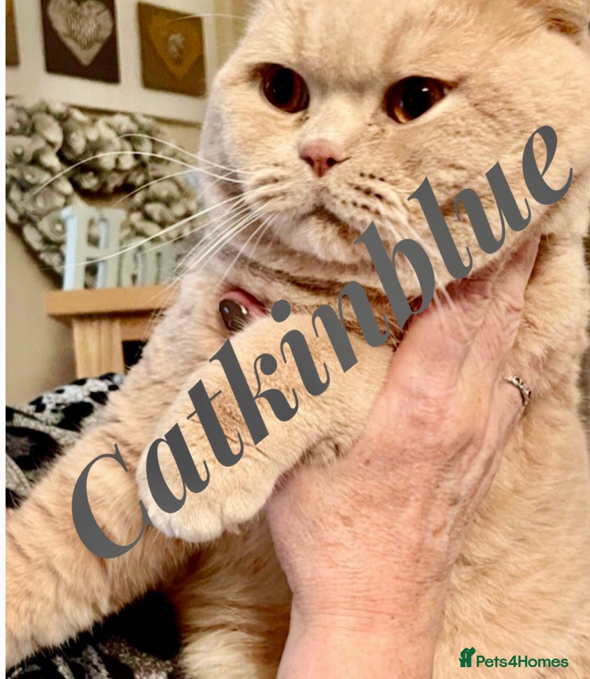 British Shorthair cats Stud only, Stunning Bsh Cream stud  in Cardiff - Advert 23