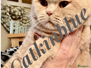British Shorthair cats Stud only, Stunning Bsh Cream stud in Cardiff - Advert 4
