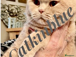 British Shorthair cats Stud only, Stunning Bsh Cream stud in Cardiff - Advert 1