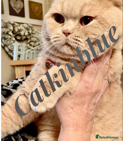 British Shorthair cats Stud only, Stunning Bsh Cream stud in Cardiff - Advert 4