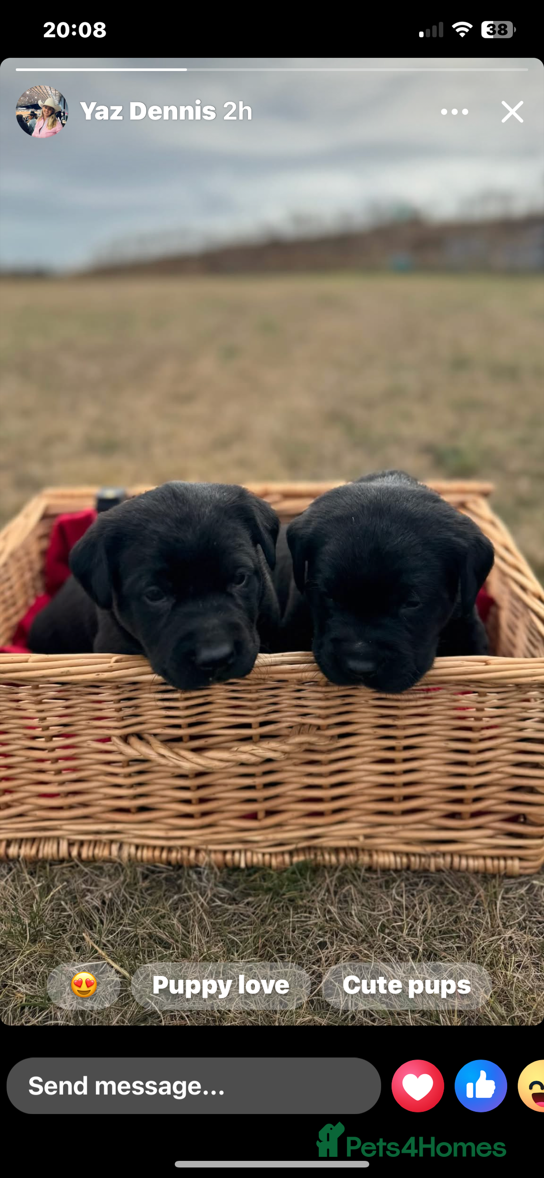 Mixed Breed dogs for sale: Kelpie X Red Labrador  - Image 1