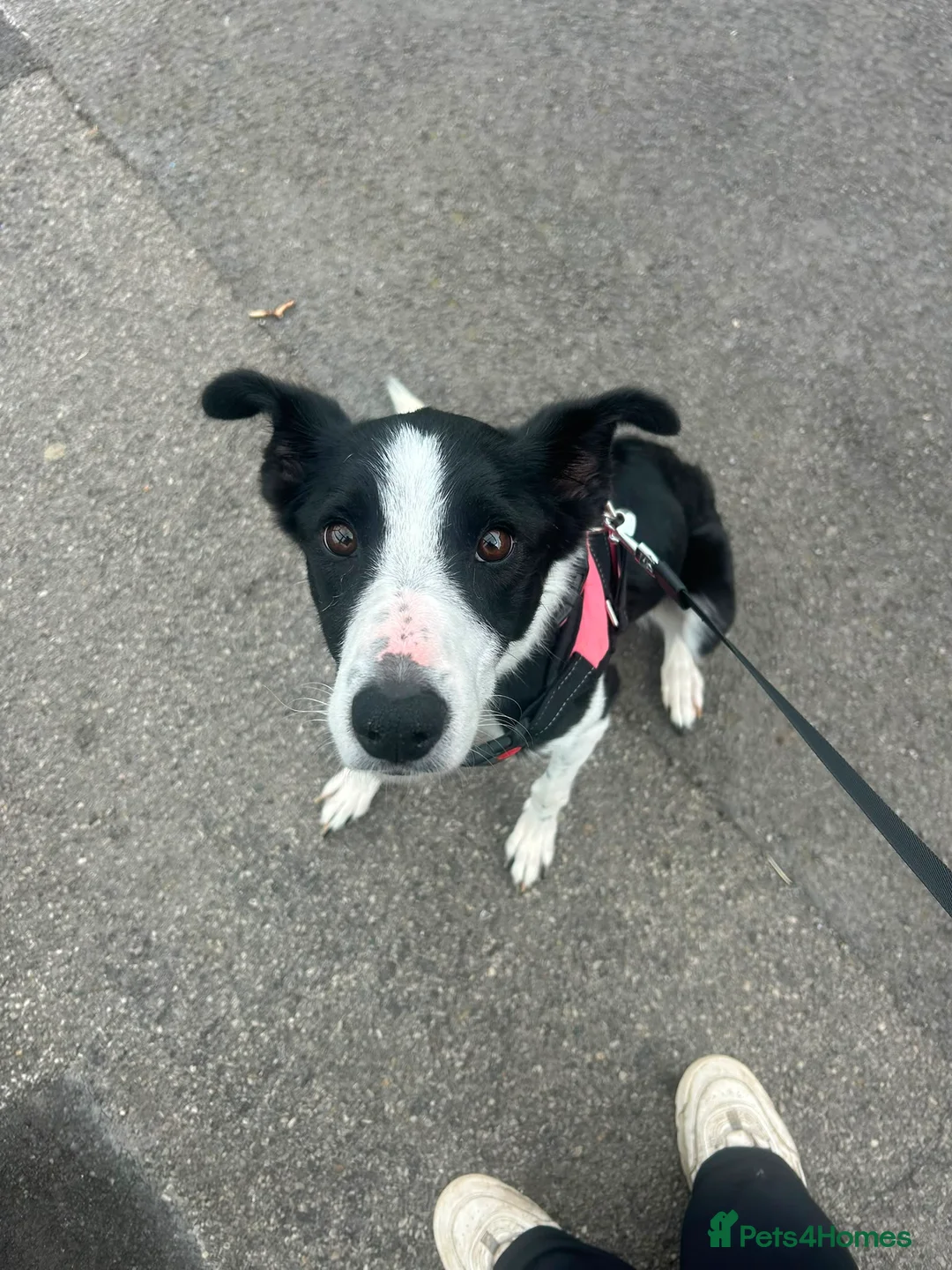 Border Collie dogs for sale: 3 y/o female border collie - Advert 11
